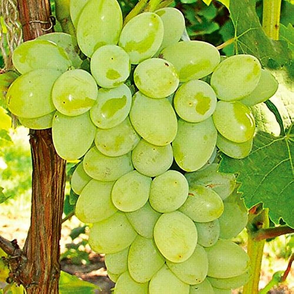 loan-for-grapes-garden-vineyard-shoury-servicess-sangli.jpg